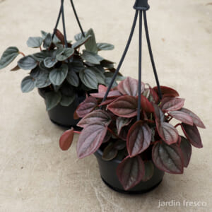 peperomia_f105