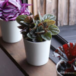 peperomia