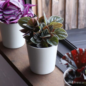 peperomia