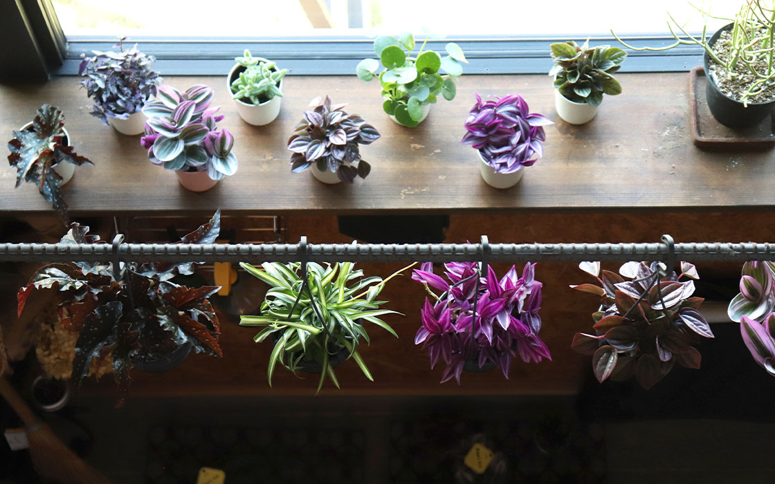plants vivi