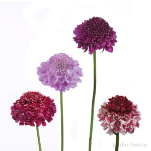 scabiosa