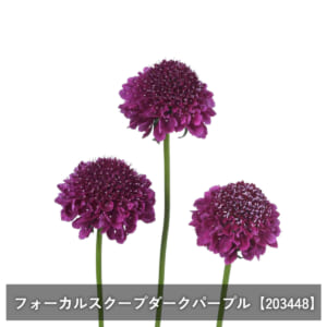 scabiosa