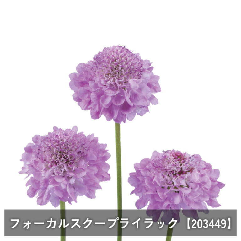 scabiosa