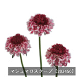 scabiosa