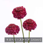 scabiosa