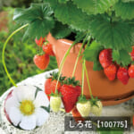 t_ichigonae