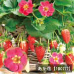 t_ichigonae