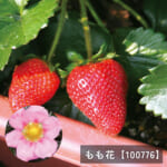 t_ichigonae
