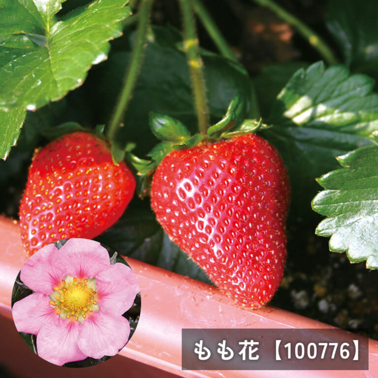 t_ichigonae