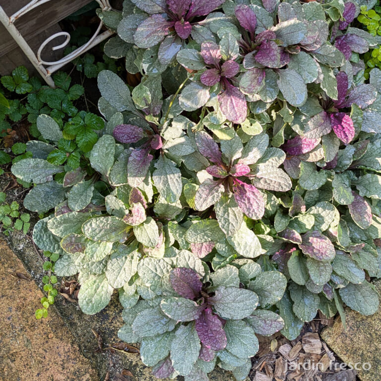 ajuga