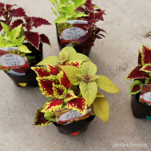 coleus_2c