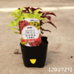 coleus_2c