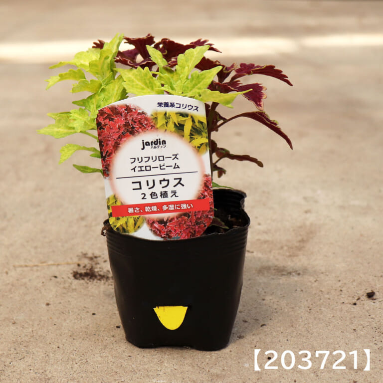 coleus_2c