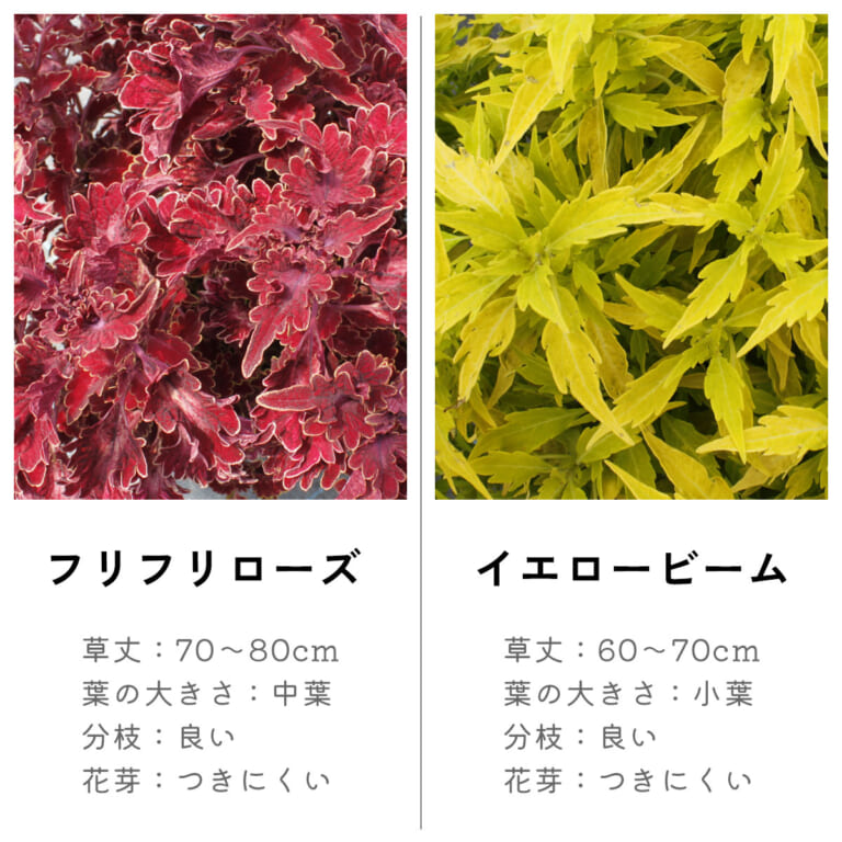 coleus_2c