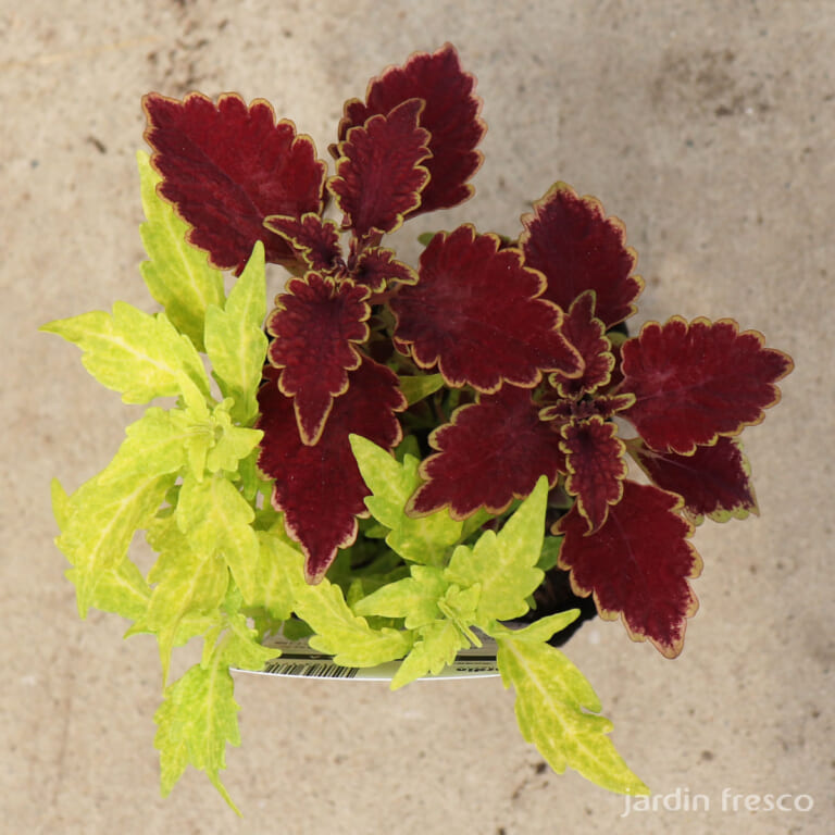 coleus_2c