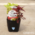 coleus_2c