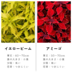 coleus_2c