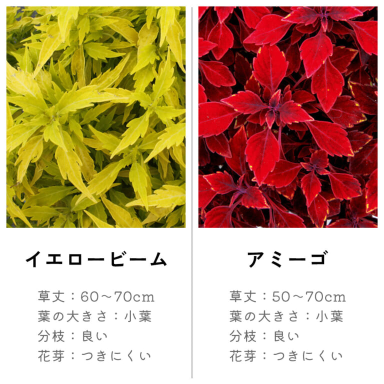 coleus_2c