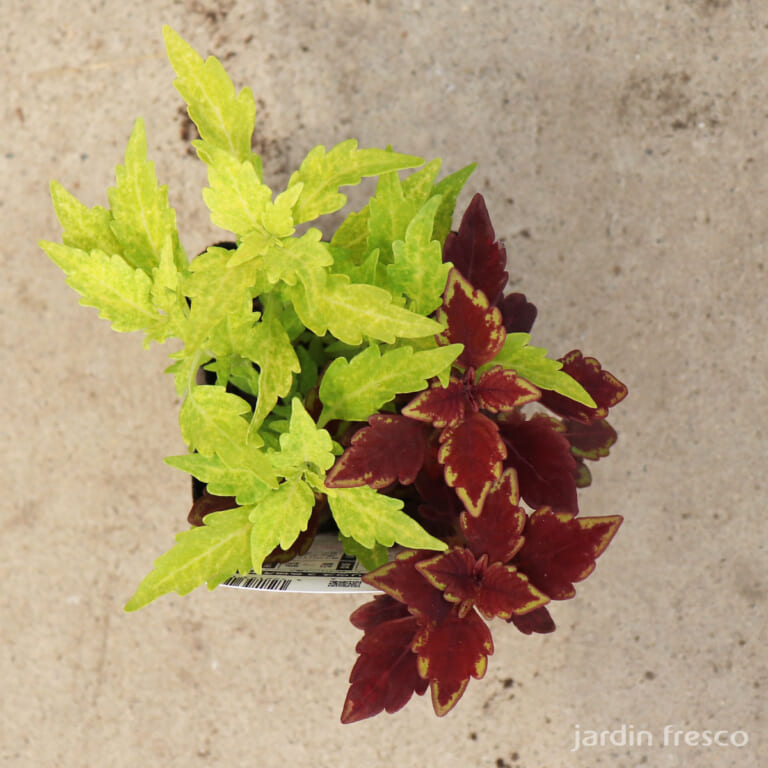 coleus_2c