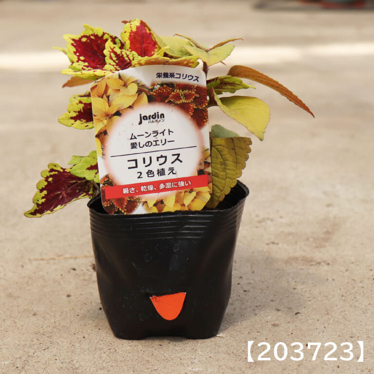 coleus_2c
