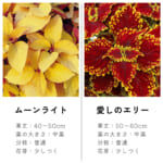 coleus_2c