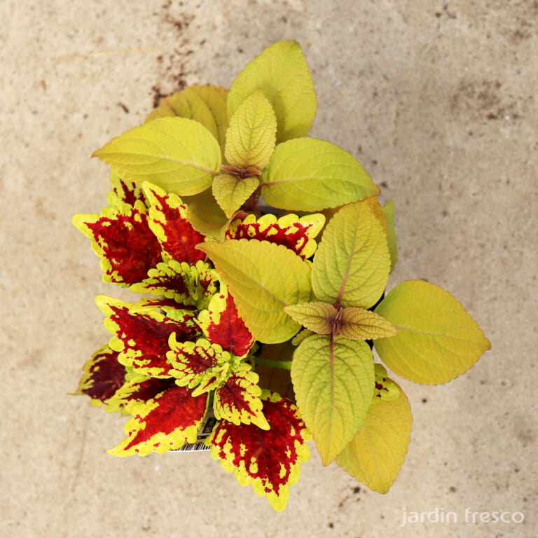 coleus_2c
