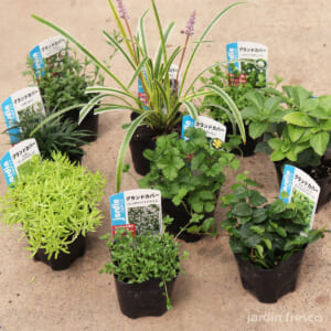groundcover_set