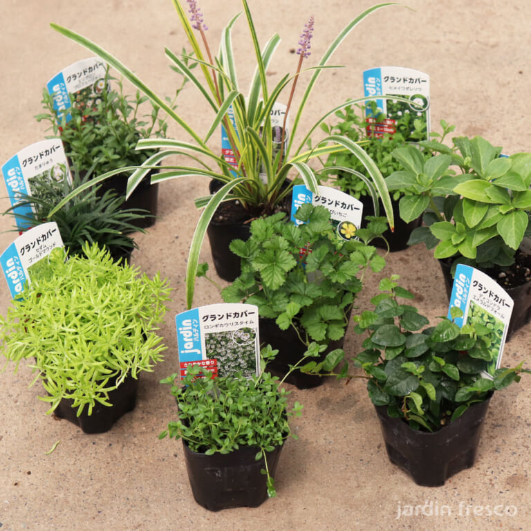 groundcover_set