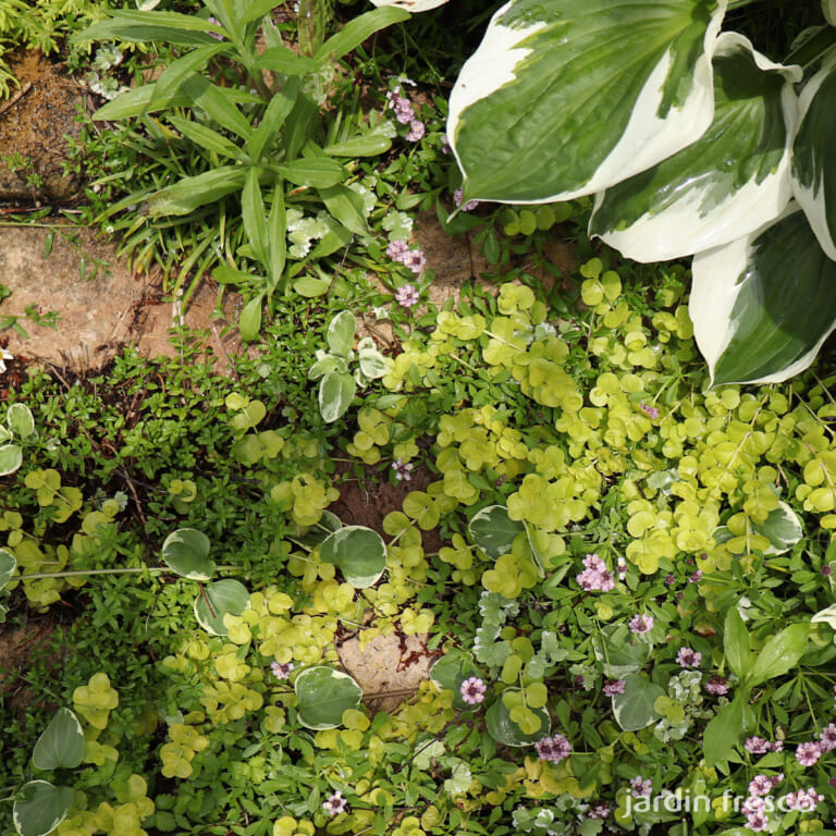 groundcover_set