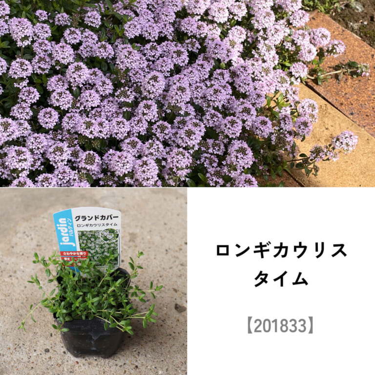 groundcover_set