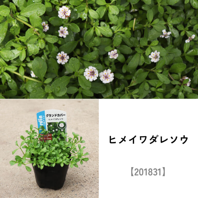 groundcover_set