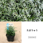 groundcover_set