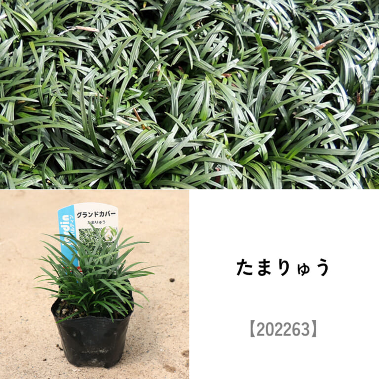 groundcover_set