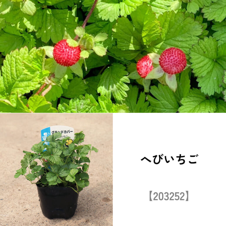 groundcover_set