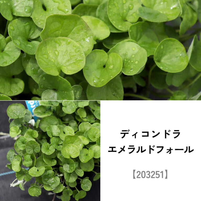 groundcover_set