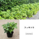 groundcover_set