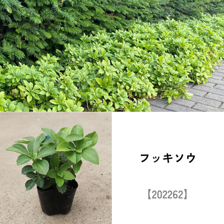 groundcover_set