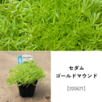 groundcover_set