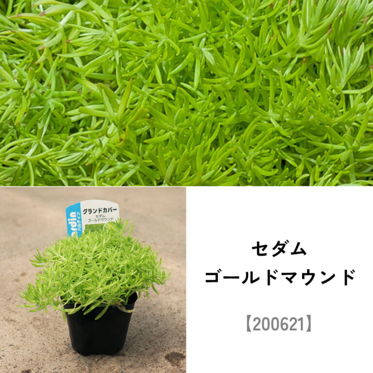 groundcover_set