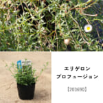 groundcover_set