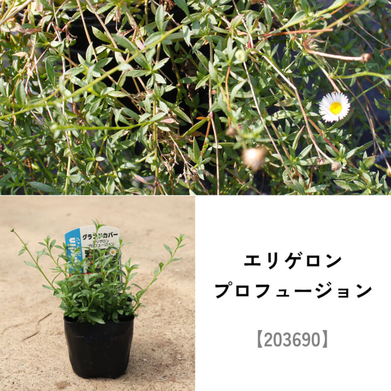 groundcover_set