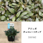 groundcover_set