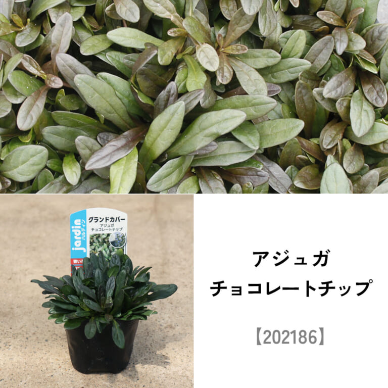 groundcover_set