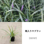 groundcover_set