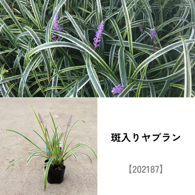 groundcover_set