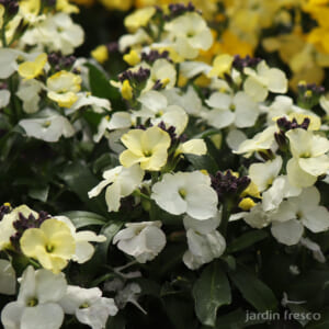 erysimum