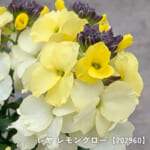 erysimum
