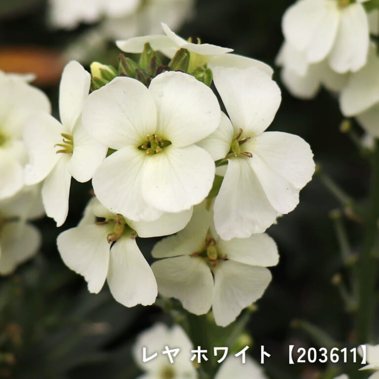 erysimum