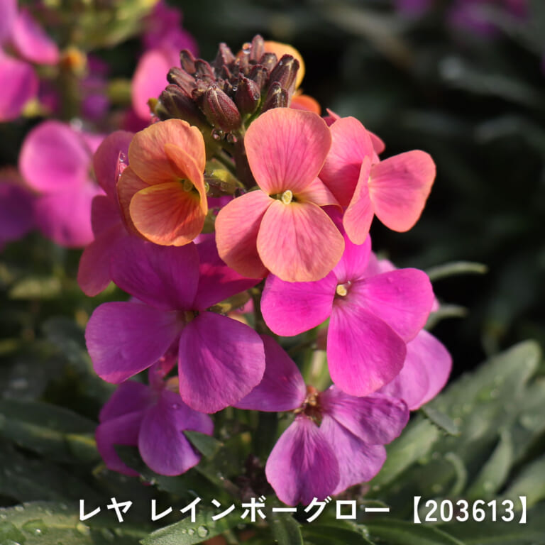 erysimum
