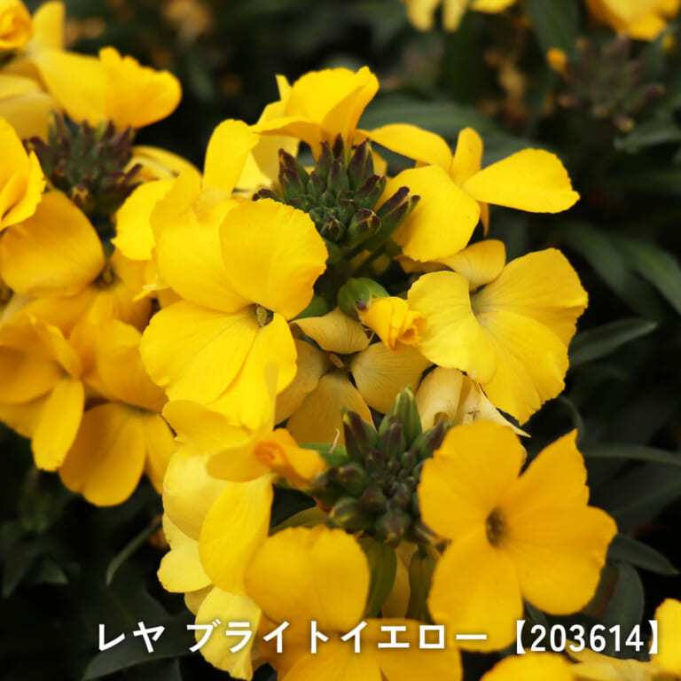 erysimum